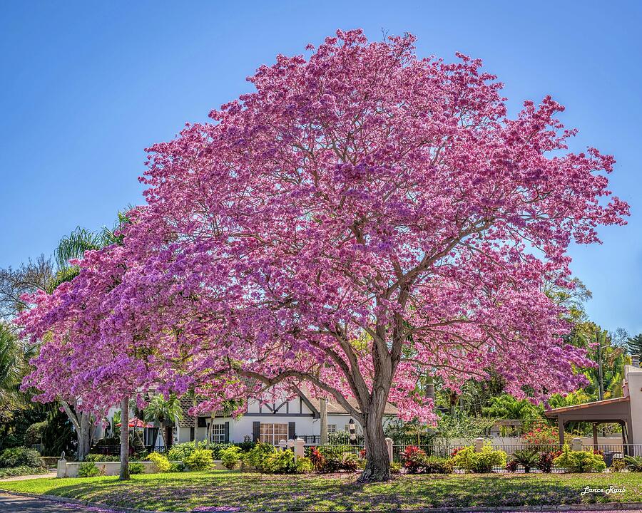 Tabebuia Tree - St. Petersburg, Florida Photograph by Lance Raab Photography
