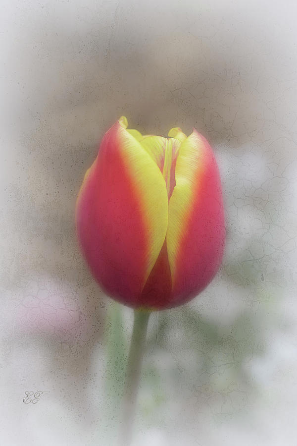 Bi-coloured Tulip 2 Photograph by Elaine Teague