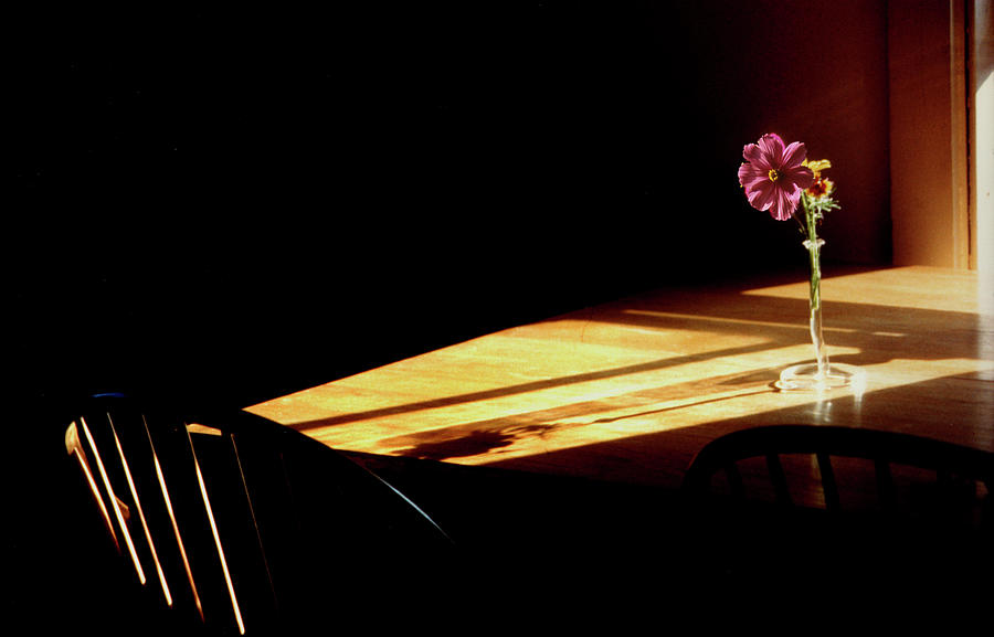Flowers Still Life Photograph - Table Flower in Window Light by Wayne King