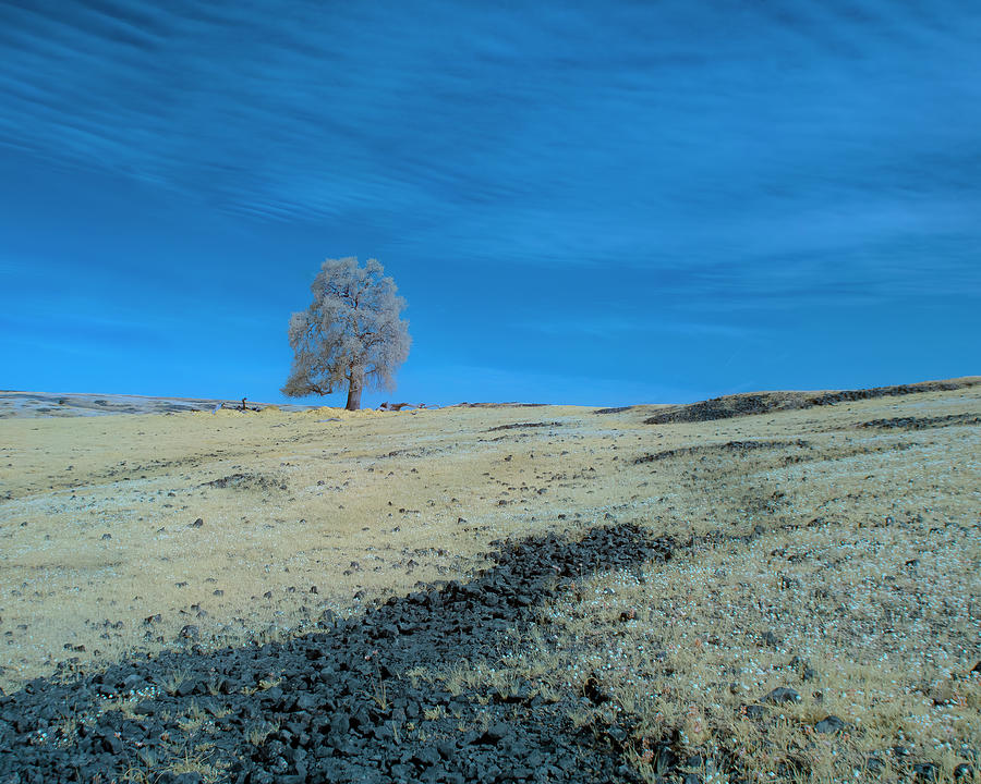 Table Mountain Lone Tree - Infrared Photograph by Mike Lee