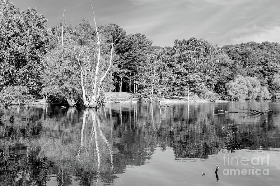 Table Rock Lake Tree Reflections Grayscale Photograph by Jennifer White