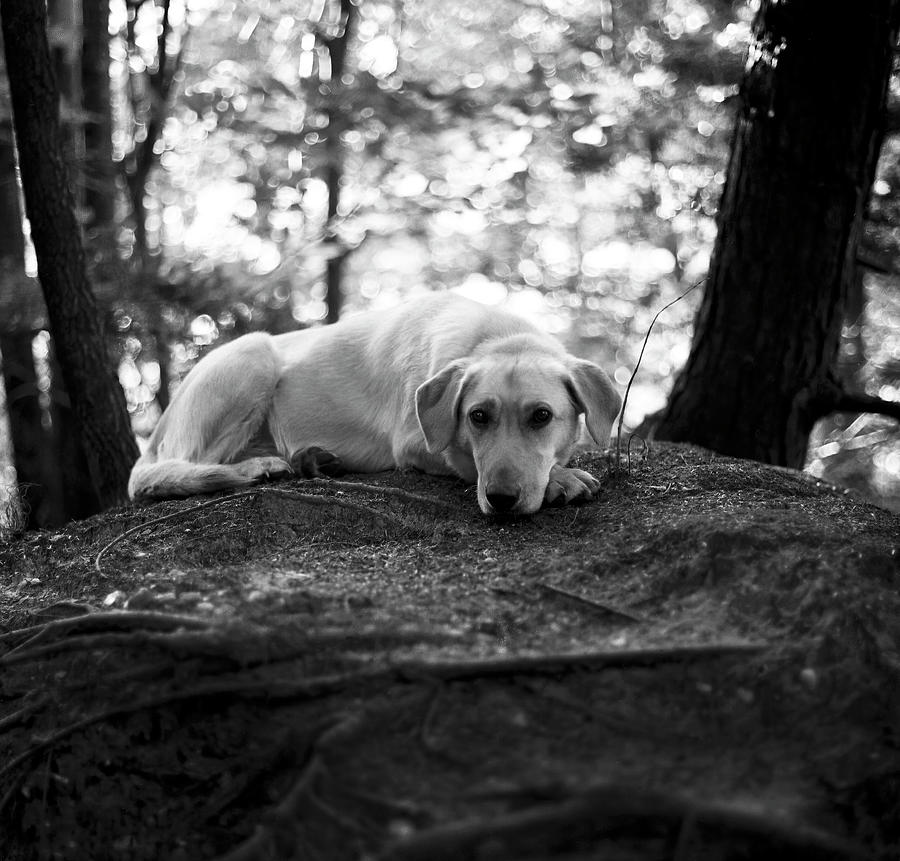 Taffy Photograph by Thomas Schneider Taffy Photograph by Thomas Schneider
