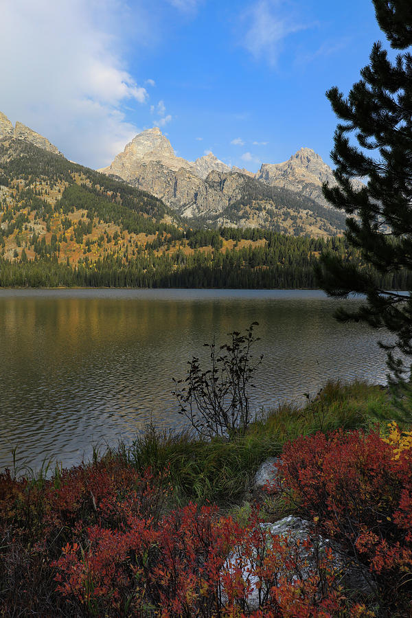 Taggart Lake In Autumn Photograph by Dan Sproul