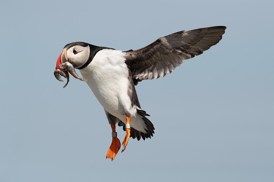 Tagged Atlantic puffin with fish Photograph by Carlos Carreno Tagged Atlantic puffin with fish Photograph by Carlos Carreno