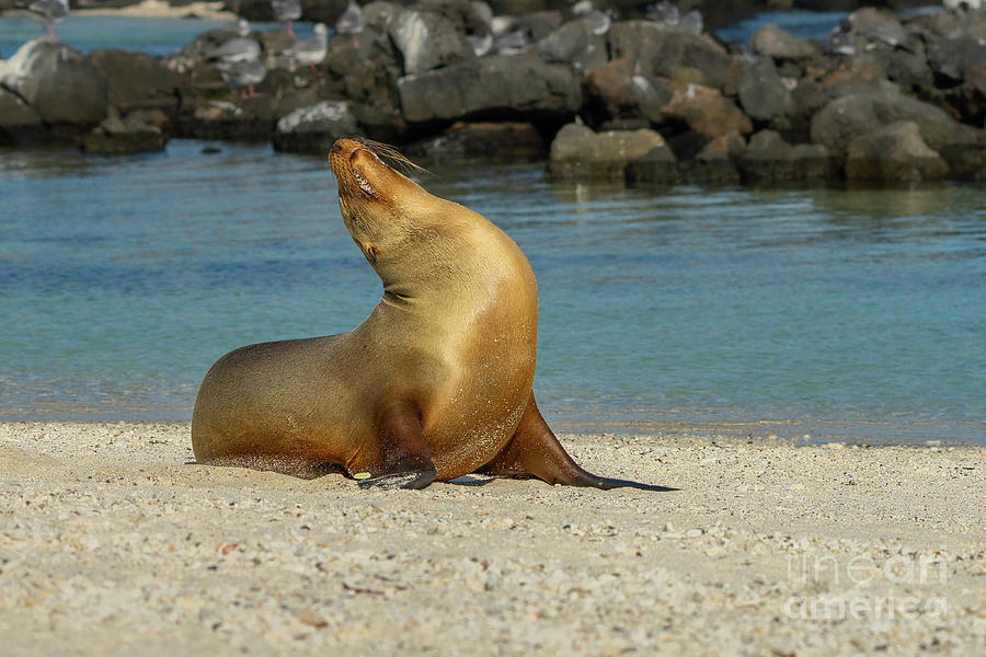 Tagged Galapagos Sea Lion Basks in Sun Photograph by Nancy Gleason