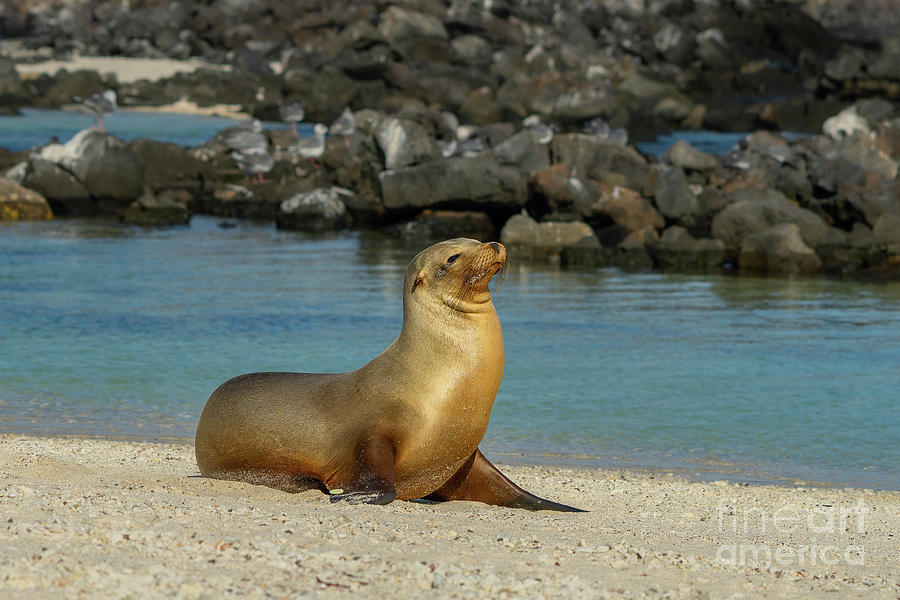 Tagged Galapagos Sea Lion on Genovesa Island Photograph by Nancy Gleason