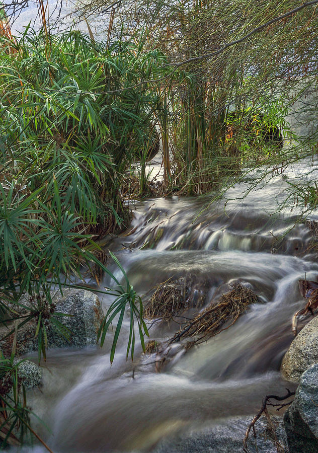Tahquitz Creek in Palm Springs Close-Up Photograph by Matthew Bamberg