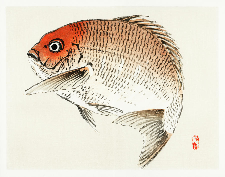 Tai Red Seabream fish Painting by Kono Bairei