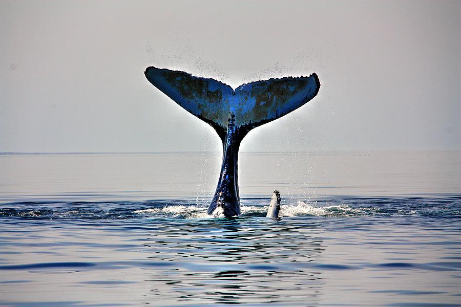 Tail and fin Photograph by David Matthews