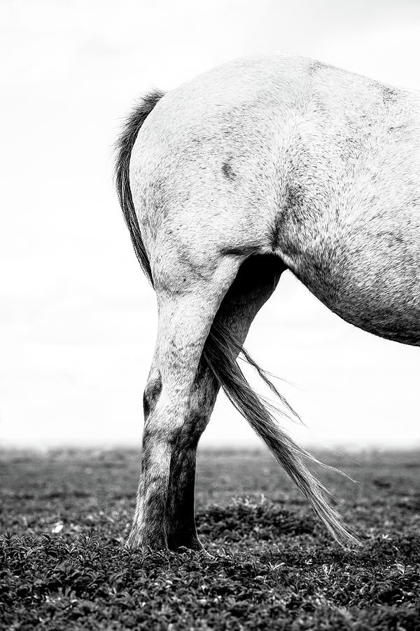 Tail End - Horse Art Photograph by Lisa Saint