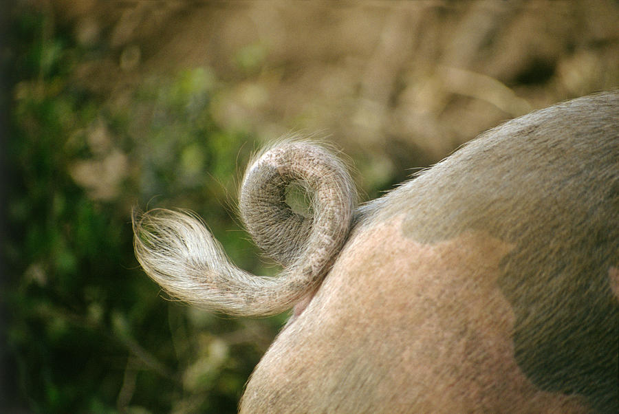 Tail of pig Photograph by Micha Pawlitzki Tail of pig Photograph by Micha Pawlitzki