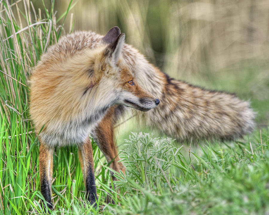 Tail of the Fox Photograph by CR Courson