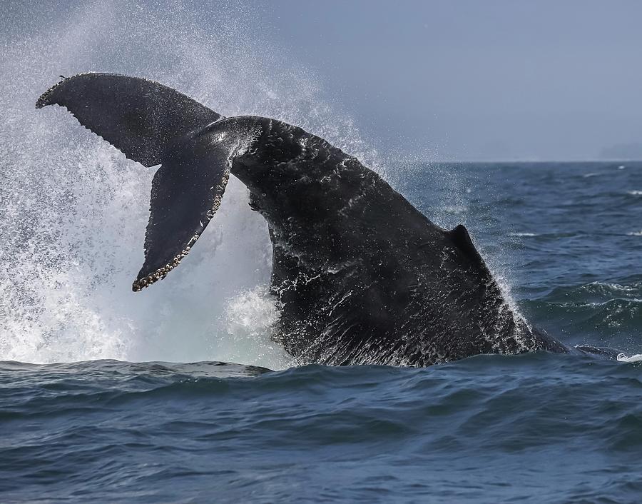 Tail slapping Photograph by Juan Morales - Fine Art America