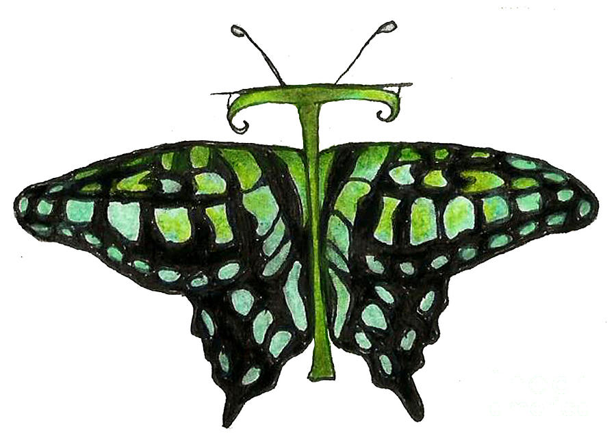 Tailed Jay Butterfly Drawing by Kristin Aquariann