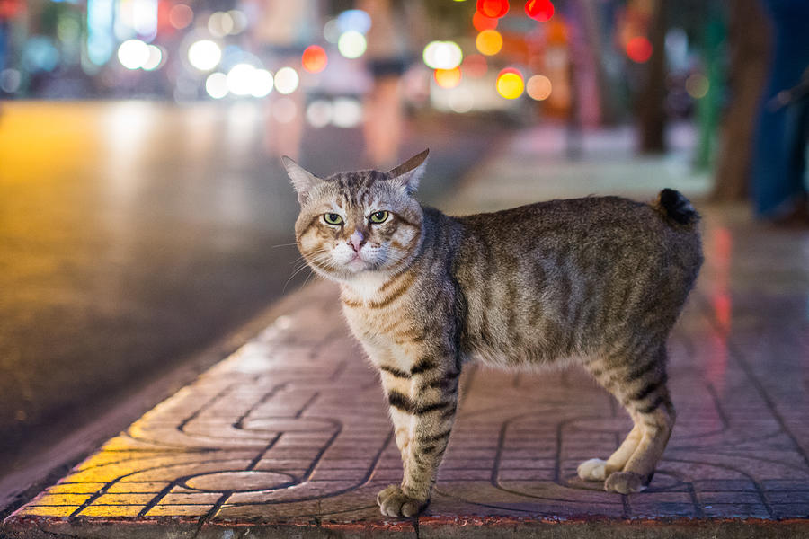 Tailless cat standing on pavement at night Photograph by Miha Pavlin