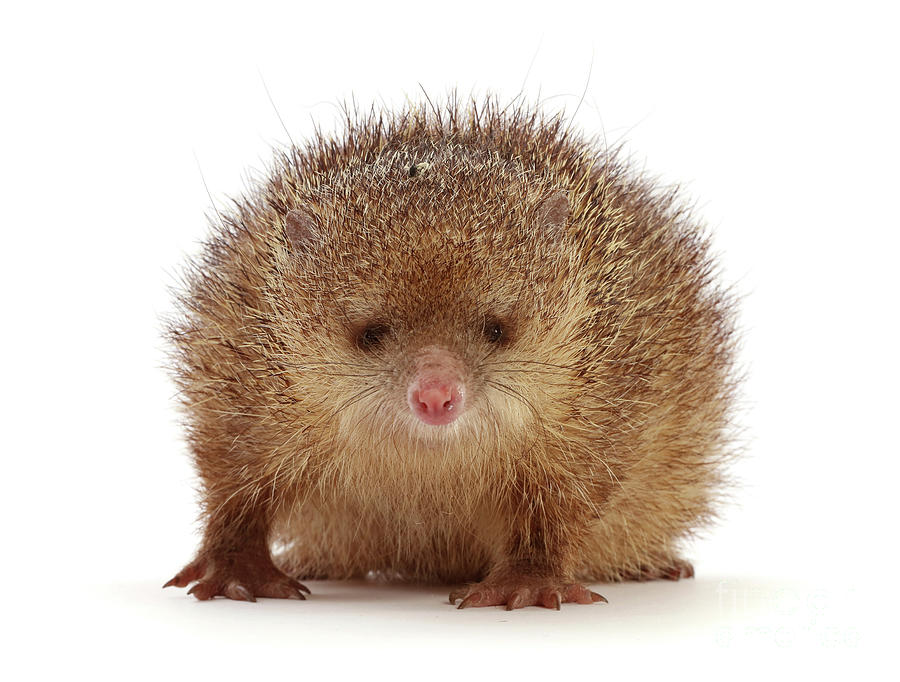 Tailless Tenrec Fat Spiker Photograph by Warren Photographic - Pixels