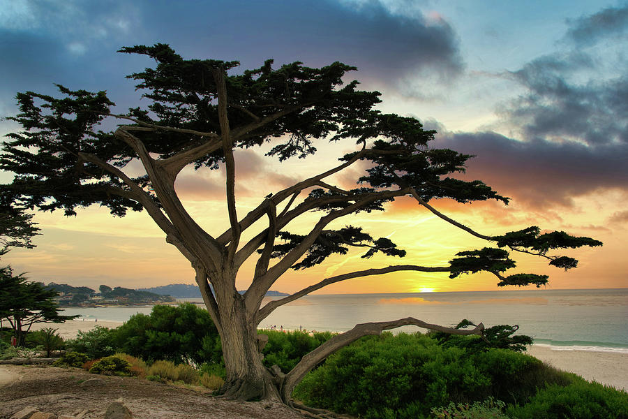 Tailored Tree Carmel Beach Photograph by Randall Branham