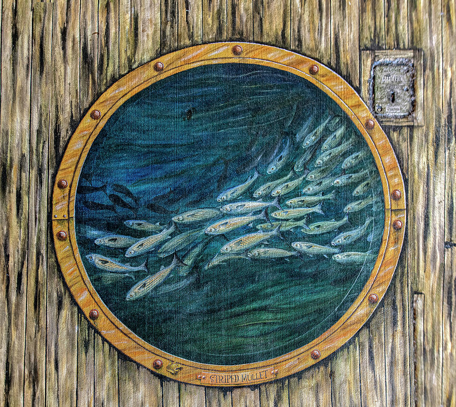 Tails from the Harbor - Striped Mullet Photograph by Punta Gorda Historic Mural Society