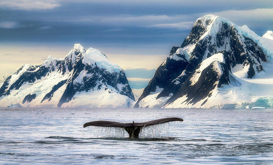 Wildlife Photograph - Tails of Antarctica by Dee Potter