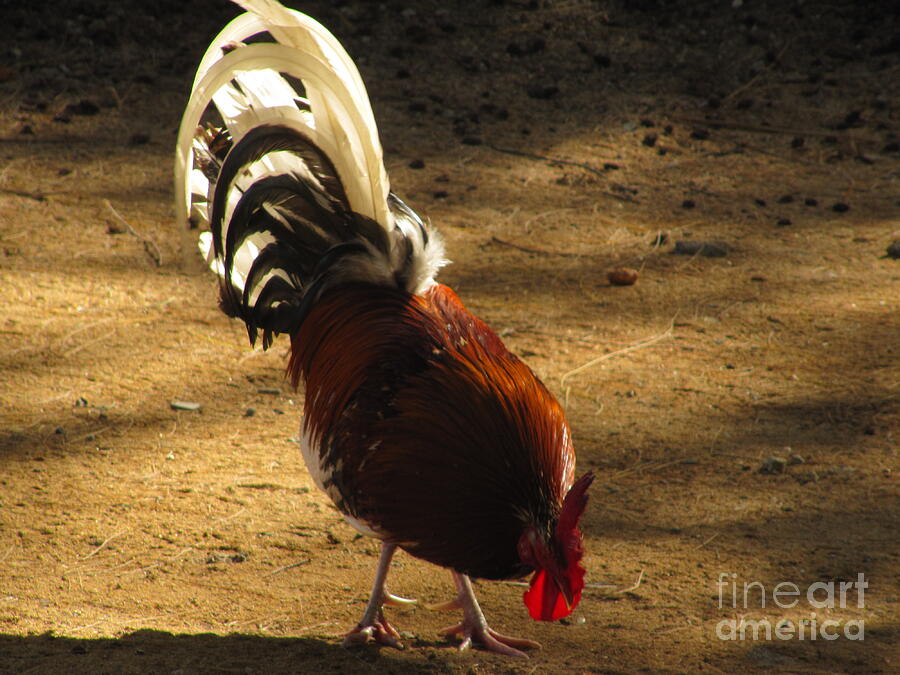 Rooster Photograph - Tails You Win by Bruce Borthwick