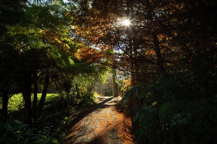 Taitua Arboretum Photograph by Photto Ltd - Fine Art America