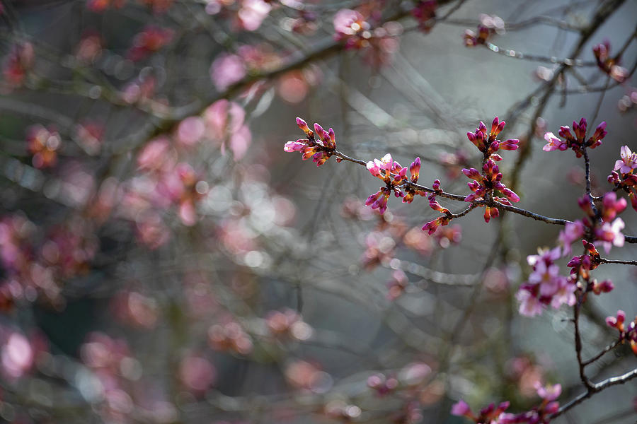 Taiwan Cherry Flowers Photograph by Rachel Morrison