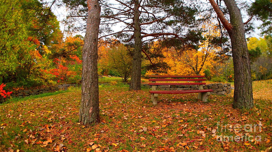 Take a Seat and Relax in Nature Photograph by fototaker Tony
