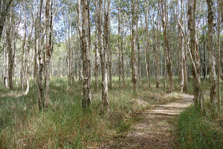 Take a Walk in the Paperbark Forest Photograph by Maryse Jansen