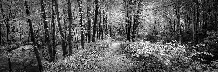 Take a Walk in the Woods Panorama Black and White Photograph by Debra and Dave Vanderlaan