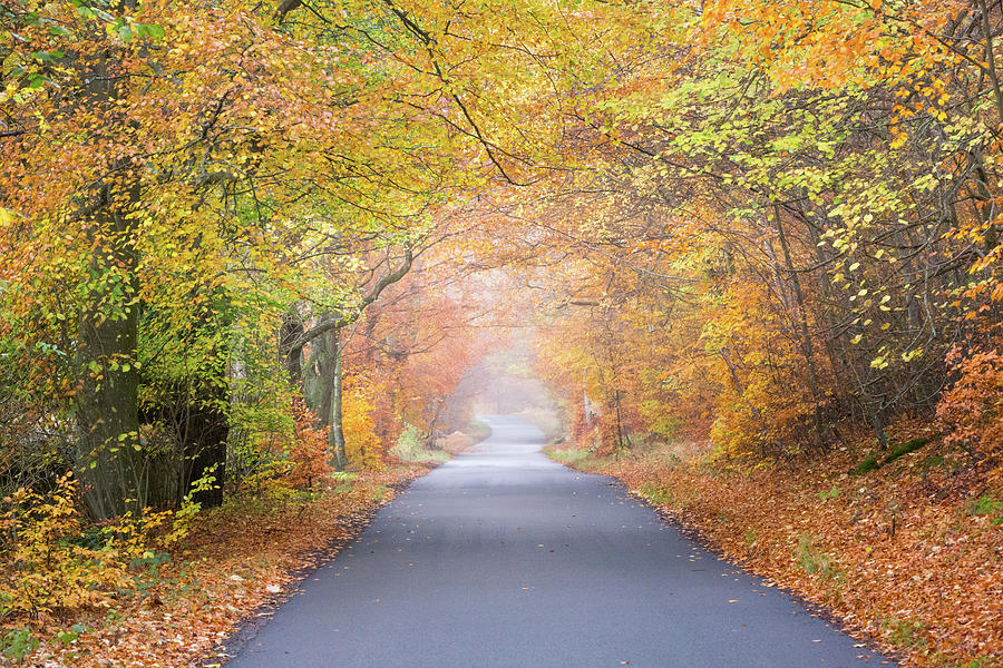 Autumn Photograph - Take me home, country road by Anita Nicholson