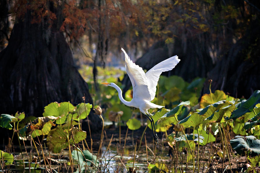 Egret Photograph - Take Off by Lana Trussell