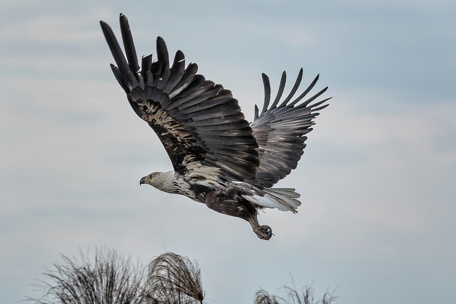 Take off of a Juvenile African Fish Eagle Photograph by Belinda Greb
