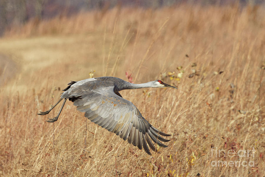 Take Off of Sandhill Crane Photograph by Natural Focal Point Photography