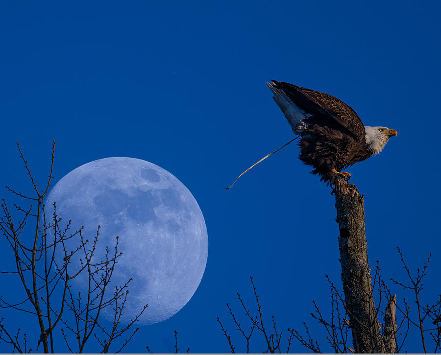 take-the-shot-photograph-by-tony-alonso-fine-art-america