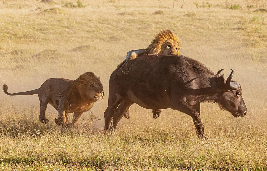 Takedown, part 1 Photograph by ROAR AFRICA by Rockford Draper