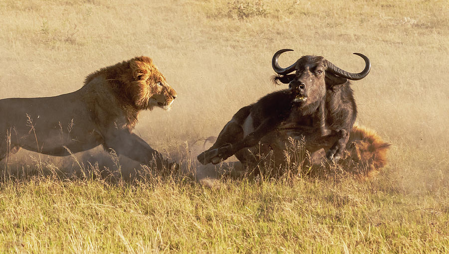 Takedown, part 2 Photograph by ROAR AFRICA by Rockford Draper