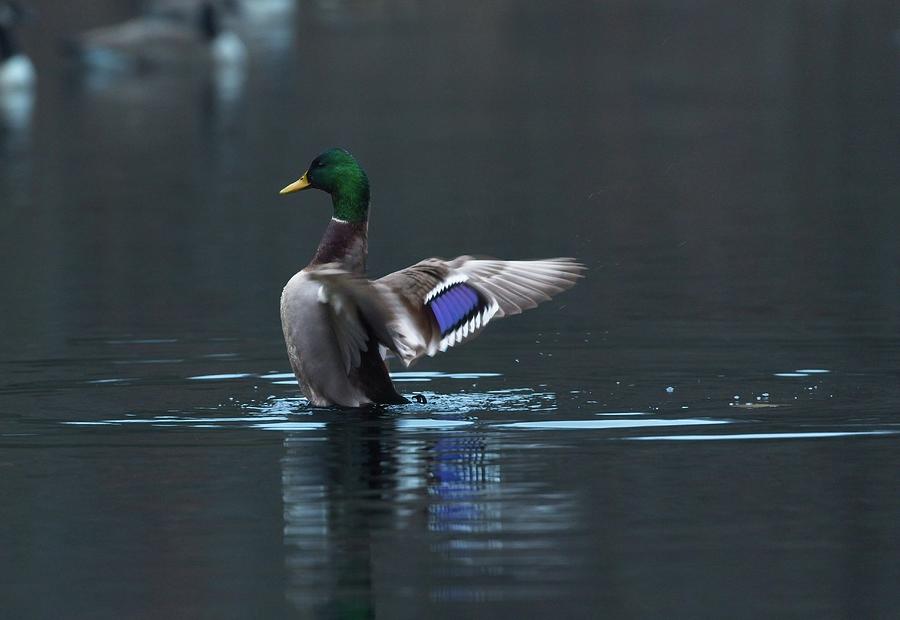 Duck Photograph - Takeoff by Matthew Adelman Duck Photograph - Takeoff by Matthew Adelman