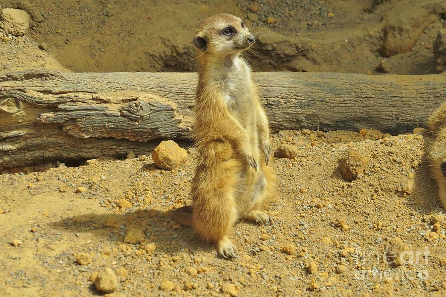 Taking a Break - Meerkat Photograph by World Reflections By Sharon