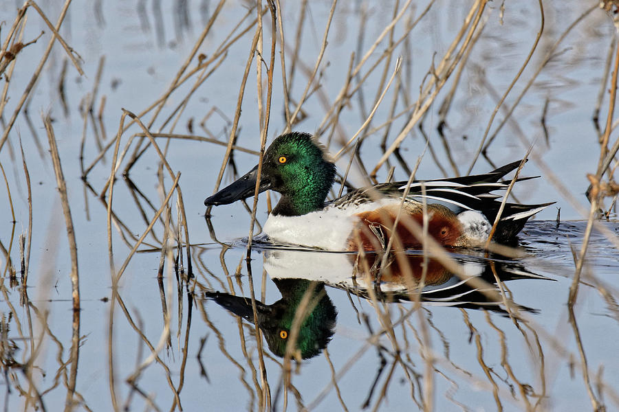Taking a Dip at the Summer Home -- Northern Shoveler Duck at the Merced Wildlife Refuge, California Photograph by Darin Volpe