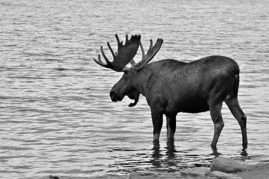 taking-a-dip-photograph-by-larry-kniskern