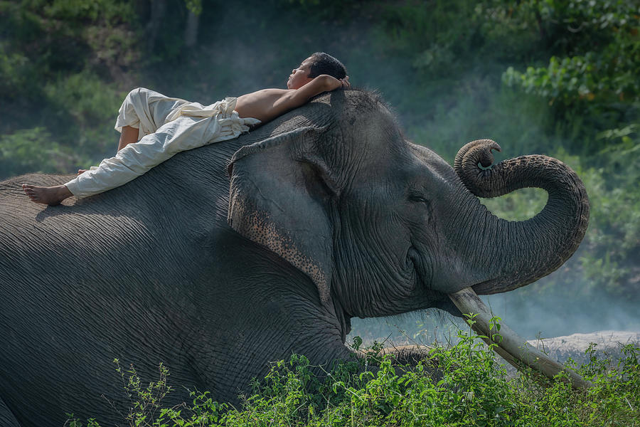 Taking a nap on the back of an elephant Photograph by Anges Van der Logt