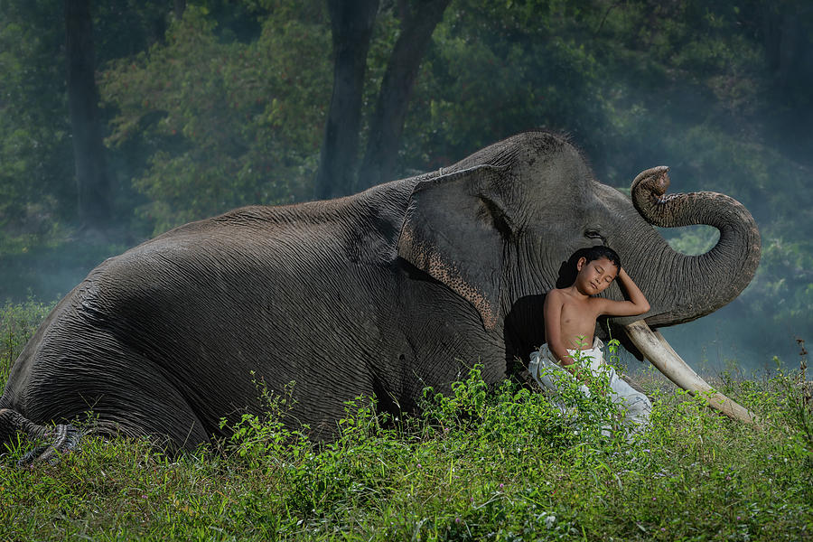 Taking a rest with my best friend. Son of a mahout with his best friend, a male asian elephant Photograph by Anges Van der Logt