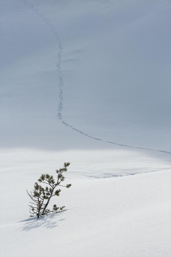 Yellowstone National Park Photograph - Taking A Shortcut by Ann Skelton