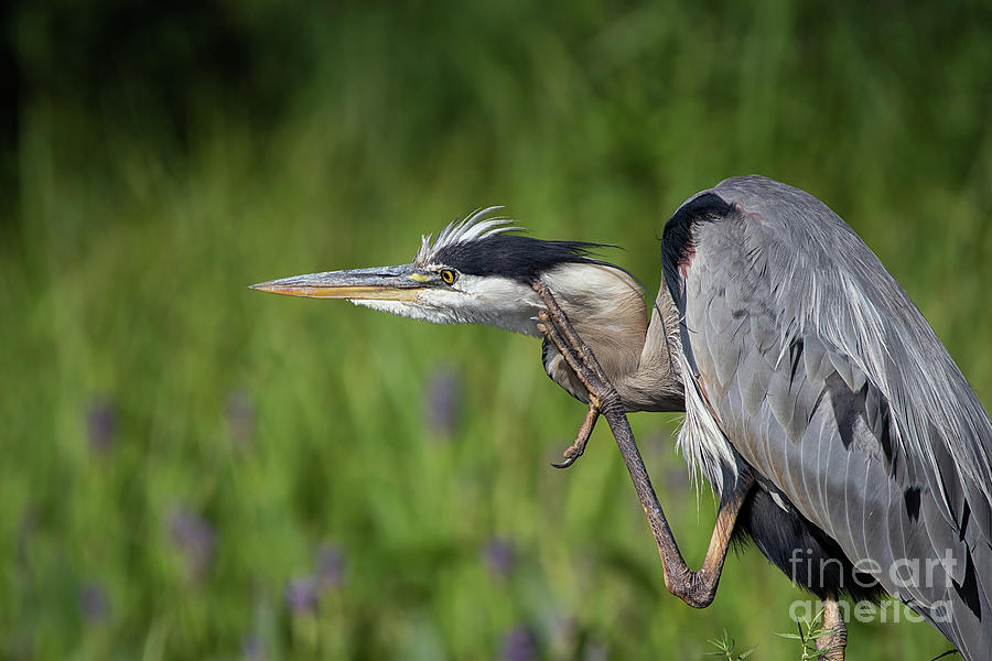 Taking Care of Business - Great Blue Heron - Ardea Herodias Photograph by Spencer Bush