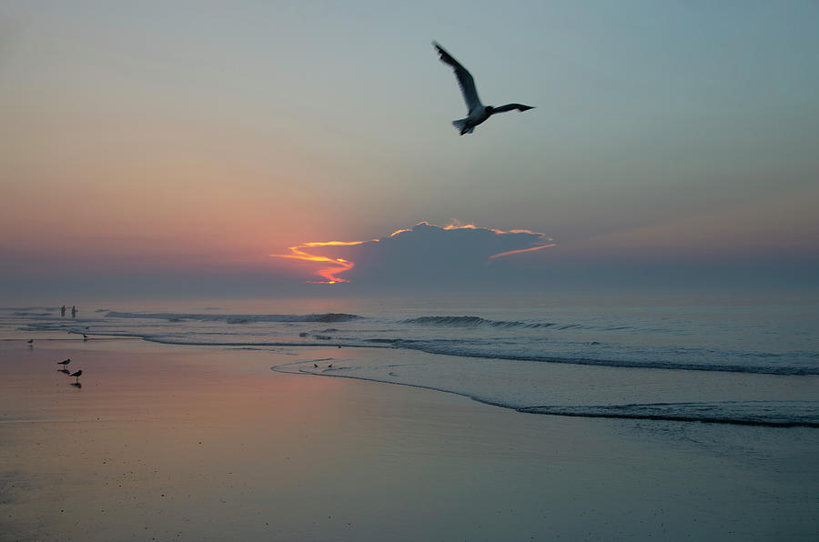Taking Flight at Sunrise - Wildwood Crest New Jersey Photograph by Bill Cannon