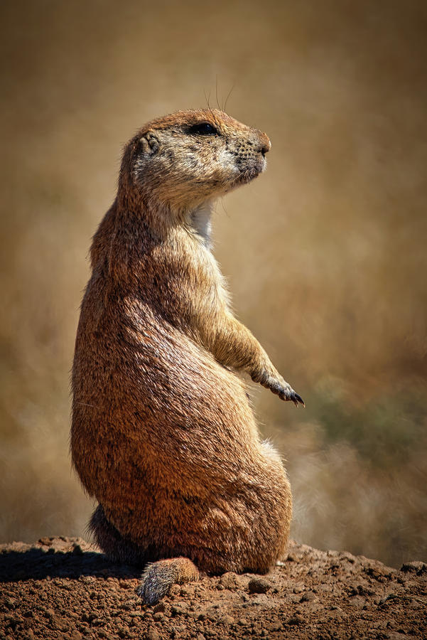 Taking It Easy Photograph by Jon Snyder