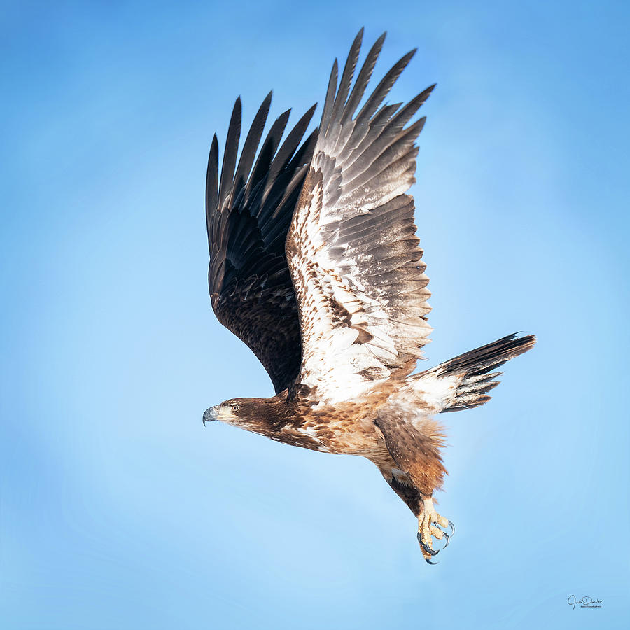 Taking off in Splendor - Juvenile Bald Eagle Photograph by Judi Dressler