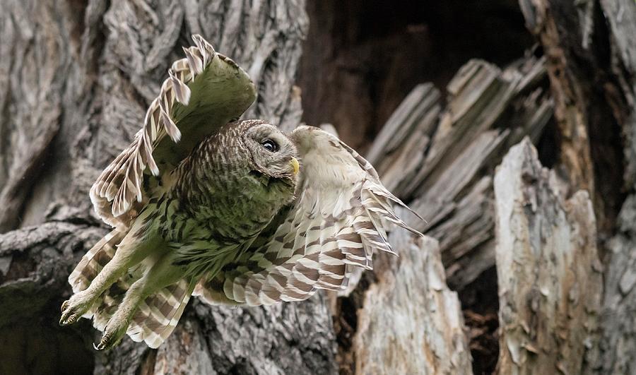 Taking Off - Mama Barred owl Photograph by Puttaswamy Ravishankar