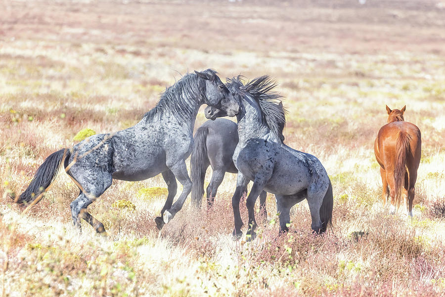 Taking Offense - Onaqui Mustangs Photograph by Belinda Greb