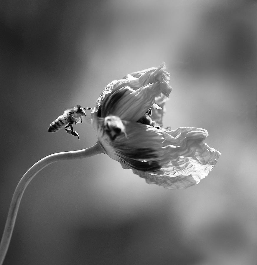 Flower Photograph - Taking Turns by Joe Schofield